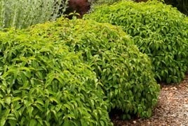 Dereń rozłogowy Kelseyi Cornus sericea  C2