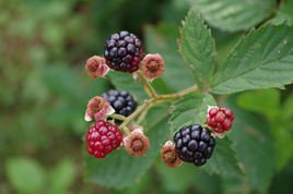 Jeżyna bezkolcowa Gazda Rubus fruticosa C2