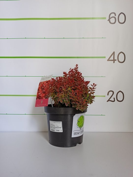 Berberys Thunberga Admiration PBR Berberis thunbergii C5