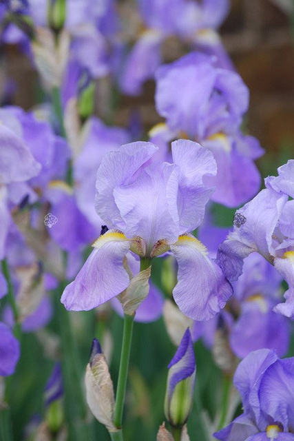 Kosaciec blady Variegata Iris pallida P9