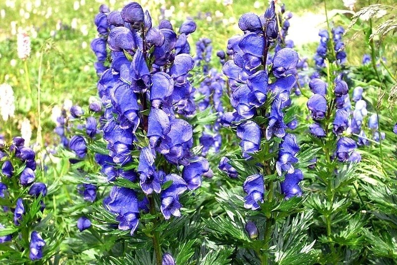 Tojad Fischera Aconitum C2