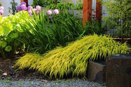 Trawa bambusowa Phyllostachys Hakonechloa macra C2