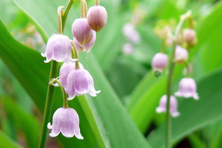 Konwalia majowa Rosea Convallaria majalis P9