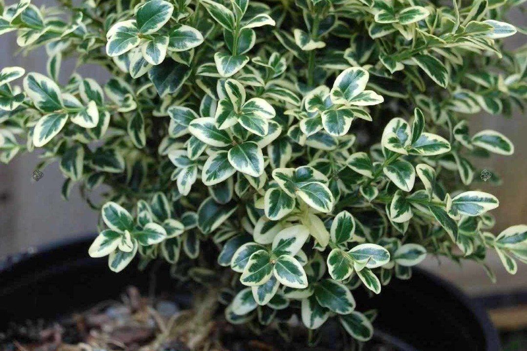 Bukszpan wieczniezielony Variegata Buxus sempervirens P9