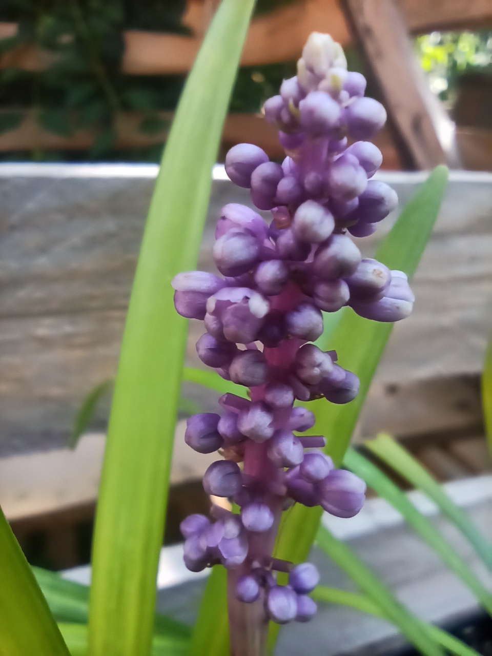 Liriope szafirkowata Big Blue Liriope muscari P9