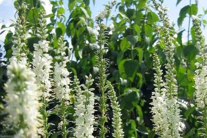 Przetacznik długolistny Schneeriesin Veronica longifolia C2