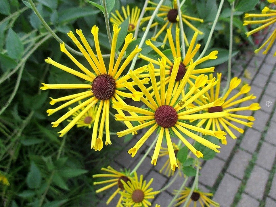 Rudbekia nibykutnerowata Little Henry Rudbeckia subtomentosa C2