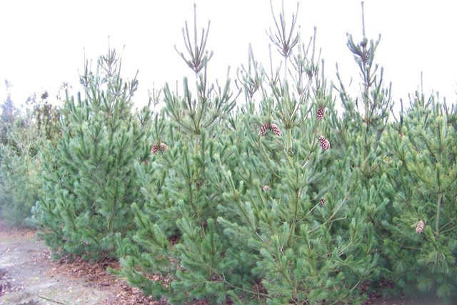 Sosna rumelijska Glauca Compacta Pinus peuce C5