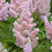 Tawułka Caroline Astilbe P9