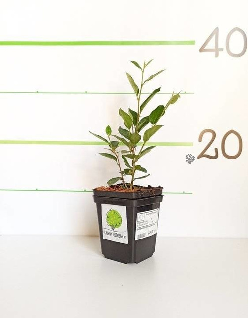 Irga błyszcząca Cotoneaster lucidus P9