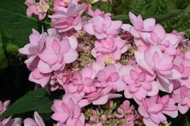 Hortensja ogrodowa King George V Hydrangea macrophylla C2