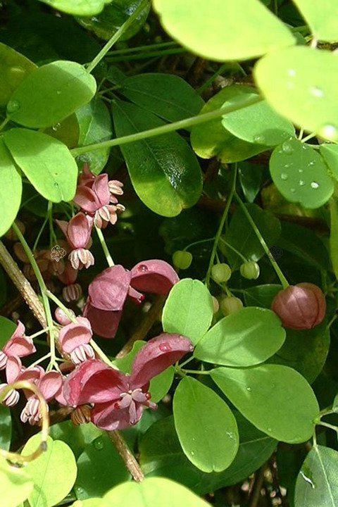 Akebia pięciolistkowa Akebia quinata C2