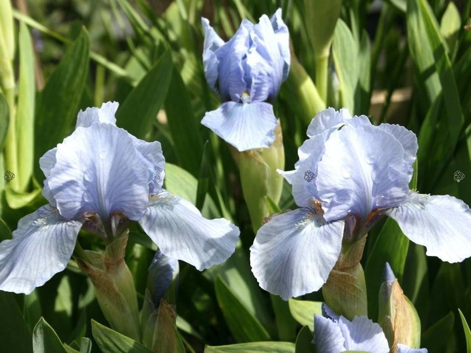 Irys miniaturowy Blue Denim Iris pumila C1