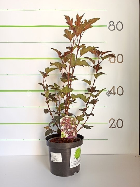 Pęcherznica kalinolistna Diabolo PBR Physocarpus opulifolius C2