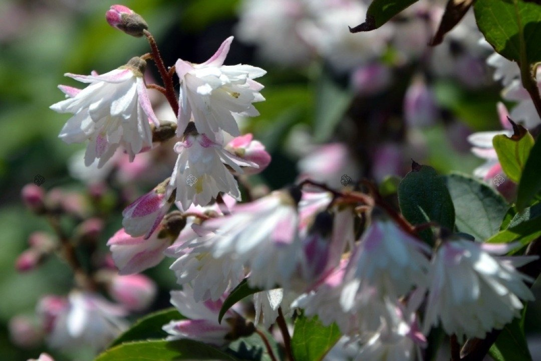 Żylistek szorstki Codsall Pink Deutzia scabra C2