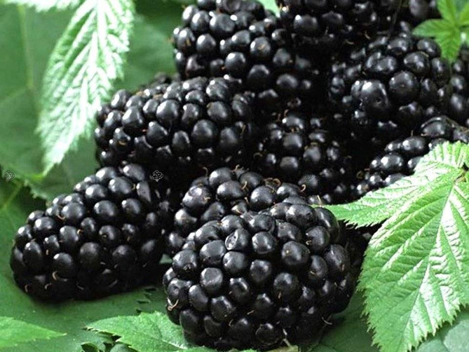 Jeżyna bezkolcowa Black Butte Rubus fruticosus C5