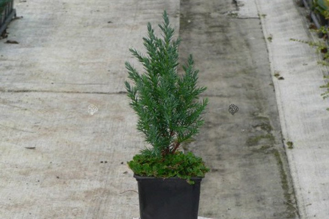 Jałowiec chiński Stricta Juniperus chinensis C5