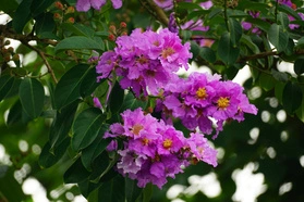 Lagerstroemia indyjska Berry Dazzle PBR Lagerstroemia indica P9