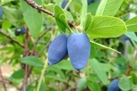 Jagoda kamczacka Duet Lonicera caerulea var. kamtschatica C2