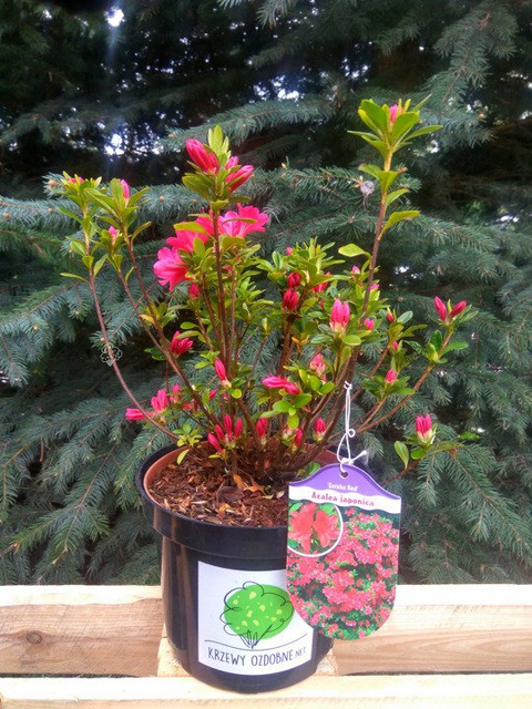 Azalia japońska Geisha Red Rhododendron obtusum C2