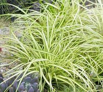 Turzyca oszimska Evergold Carex oshimensis P9
