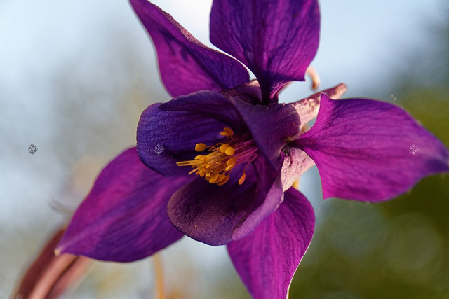 Orlik alpejski Aquilegia alpina P9