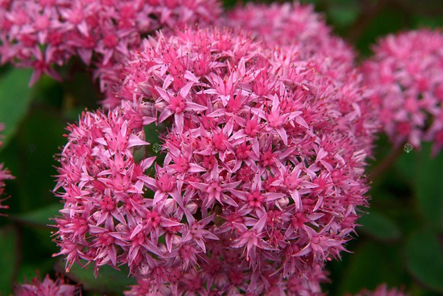 Rozchodnik okazały Carl Sedum spectabile P9