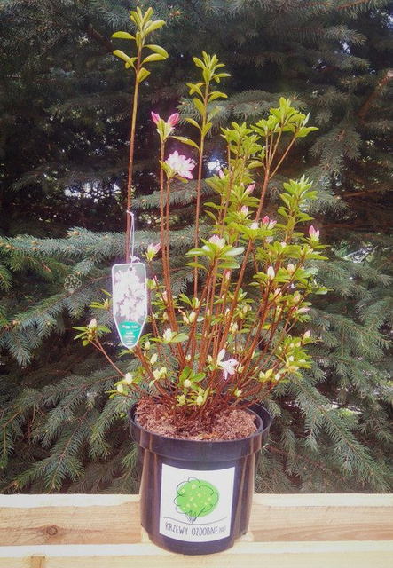 Azalia japońska Roehr's Peggy Ann Rhododendron obtusum C2