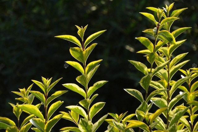 Ligustr jajolistny Aureum Ligustrum ovalifolium P9