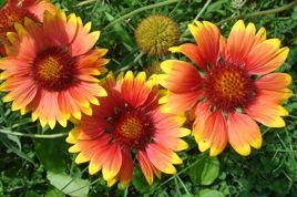 Gailardia oścista Bijou Gaillardia aristata C2