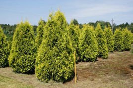 Tuja Sunkist Thuja occidentalis C2