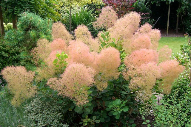 Perukowiec podolski Young Lady PBR Cotinus coggygria C3