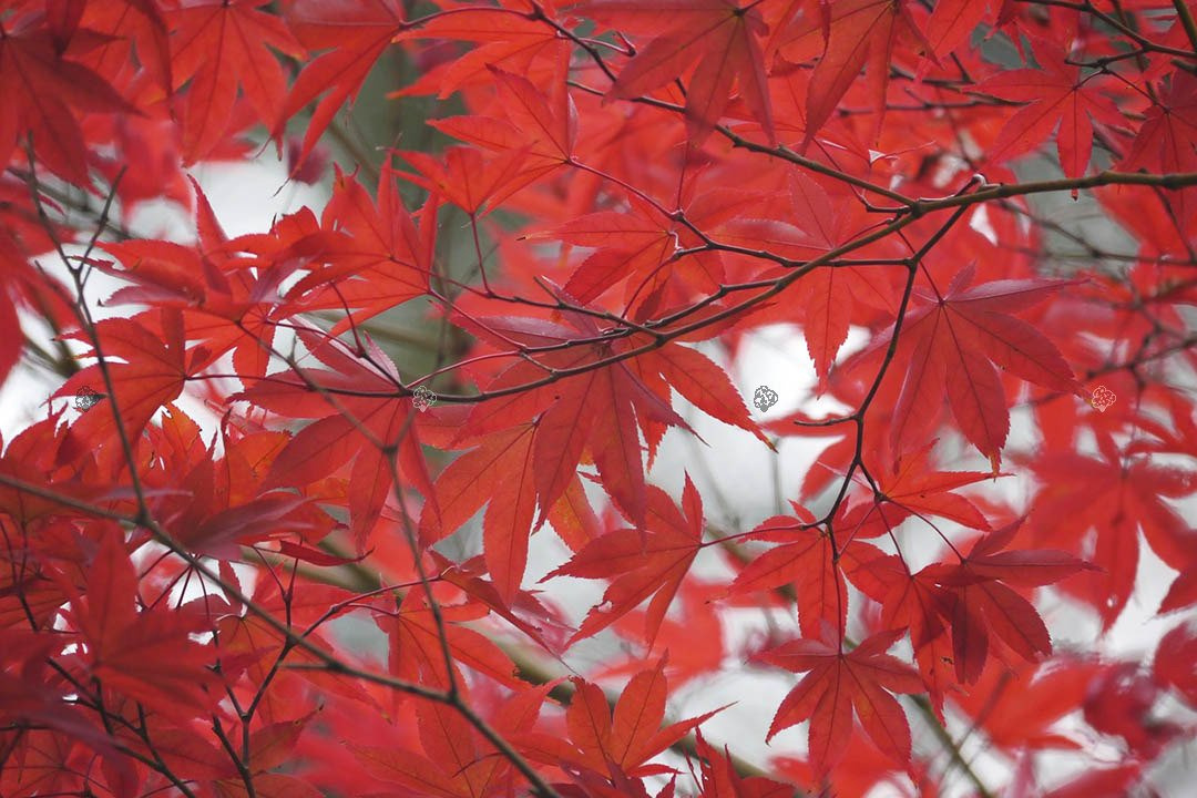 Klon palmowy Atropurpureum Acer palmatum C2