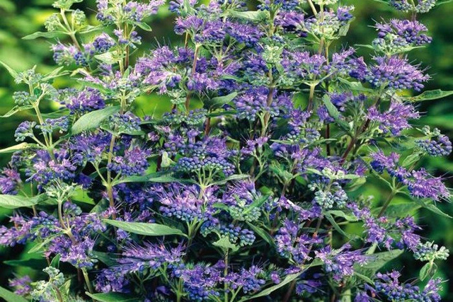 Barbula klandońska Heavenly Blue Caryopteris clandonensis C2