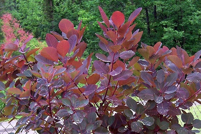 Perukowiec podolski Royal Purple Cotinus coggygria C2
