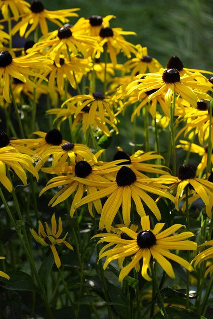 Rudbekia błyskotliwa Rudbeckia fulgida C1,5