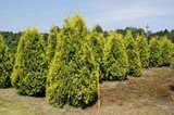 Tuja Sunkist Thuja occidentalis