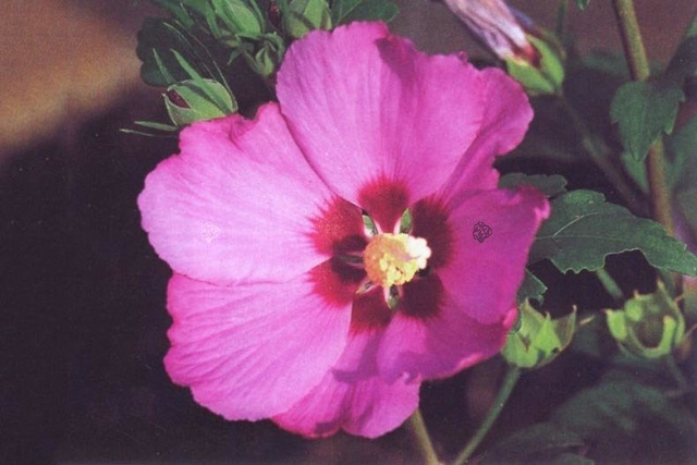 Ketmia syryjska Pink Giant Hibiscus syriacus C2
