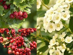 Głóg jednoszyjkowy Crataegus monogyna Głóg jadalny