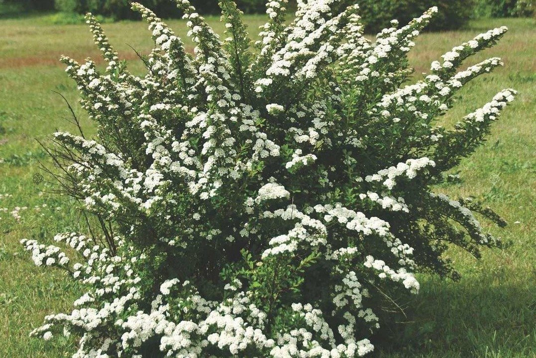 Tawuła nippońska Snowmound Spiraea nipponica C2