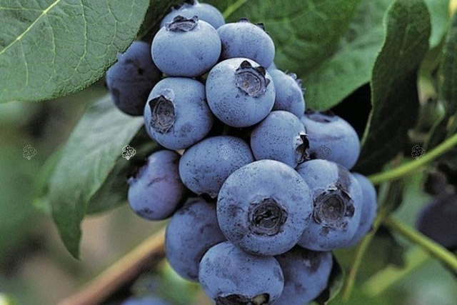 Borówka amerykańska Bluecrop Vaccinium corymbosum C2