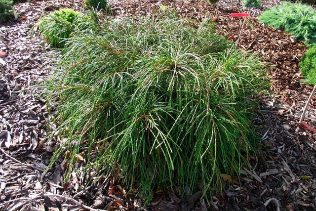 Tuja Whipcord Thuja plicata C2