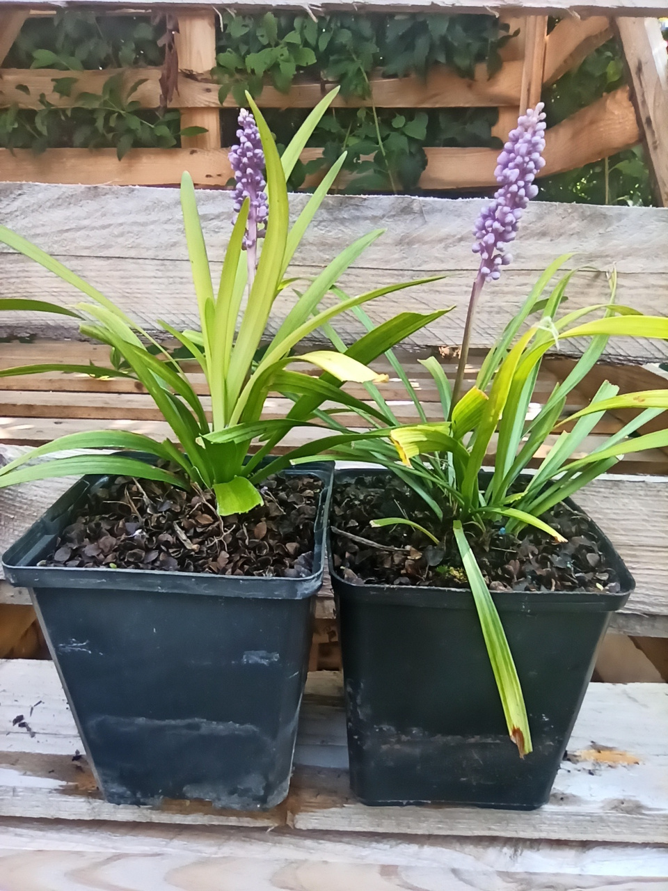 Liriope szafirkowata Big Blue Liriope muscari C2