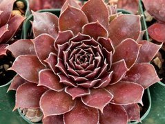 Rojnik Shadow Sempervivum P9