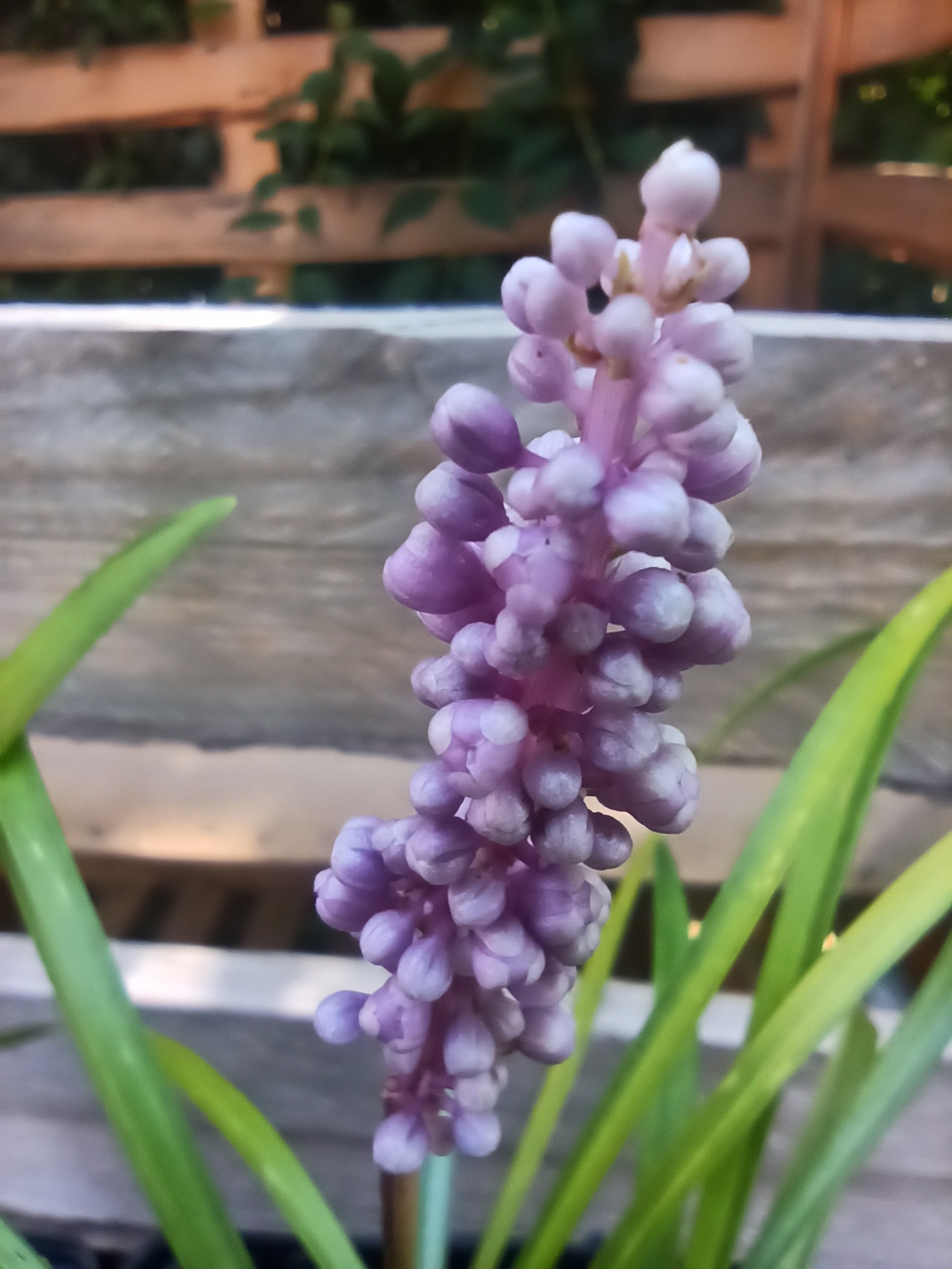 Liriope szafirkowata Big Blue Liriope muscari P9