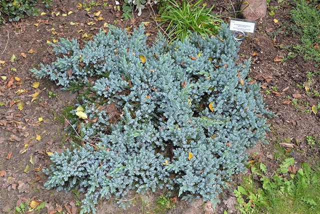 Jałowiec łuskowaty Blue Carpet Juniperus squamata P9