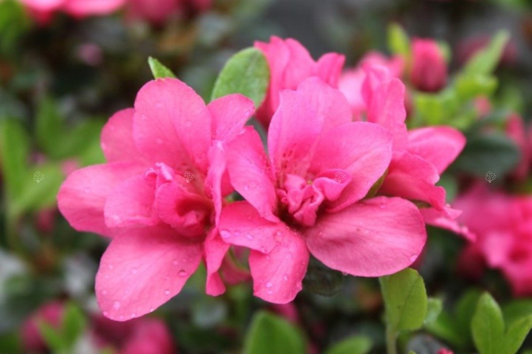 Azalia japońska Rokoko Rhododendron obtusum C2