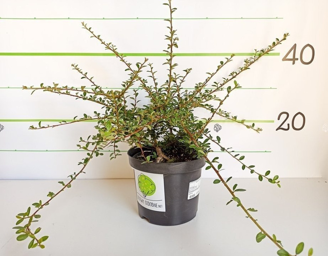 Irga szwedzka Coral Beauty Cotoneaster suecicus P9