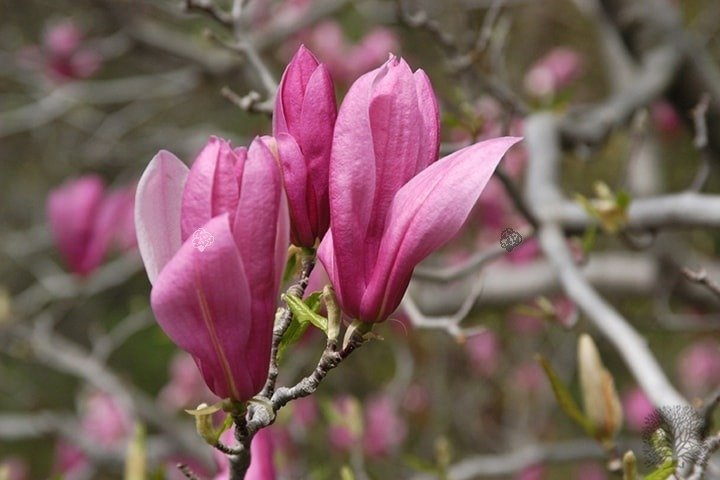 Magnolia Ricki Magnolia C2