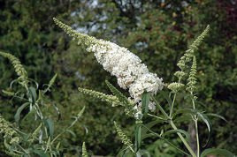 Budleja Davida White Profusion Buddleja davidii P9